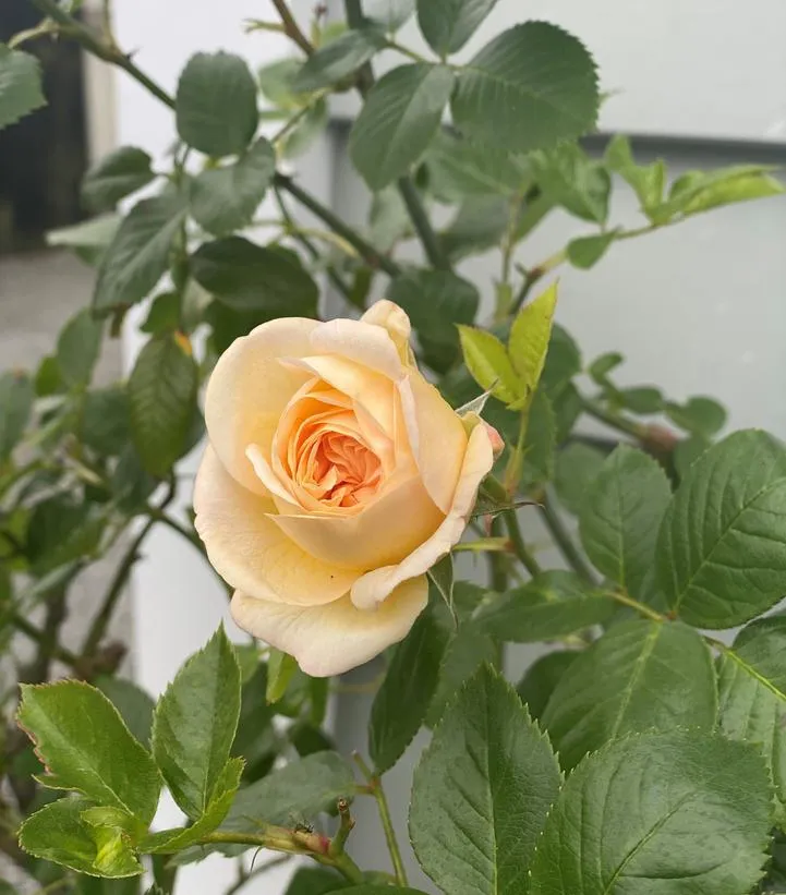 Flower Carpet® Champagne Rose